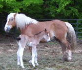 New Hampshire Riding Stables, Horseback Riding Trails, Stables, Equestrian Centers, Horse Events