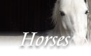 New Hampshire Horse Rescue