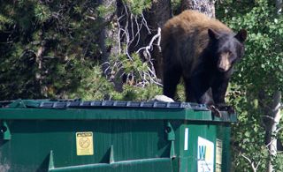 Black Bear on a garbage bin in New Hampshire