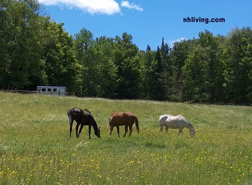 Visit NH Living Springtime Horses in Field