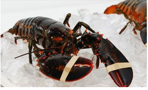 Fresh New England Lobster Shipped 